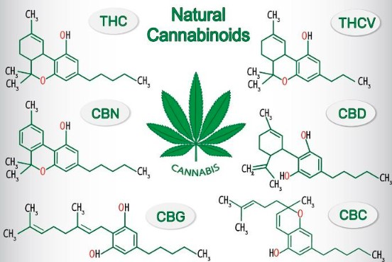 cbd cbd olja herbmed cannabis hampa hampafröolja